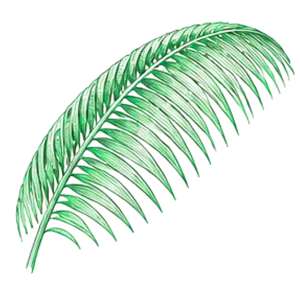 Coconut leaf illustration